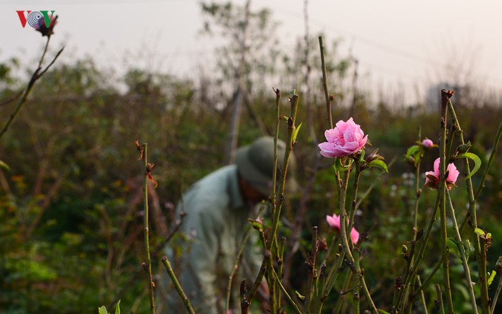 Peach blossoms bloom early in Nhat Tan flower village - ảnh 4